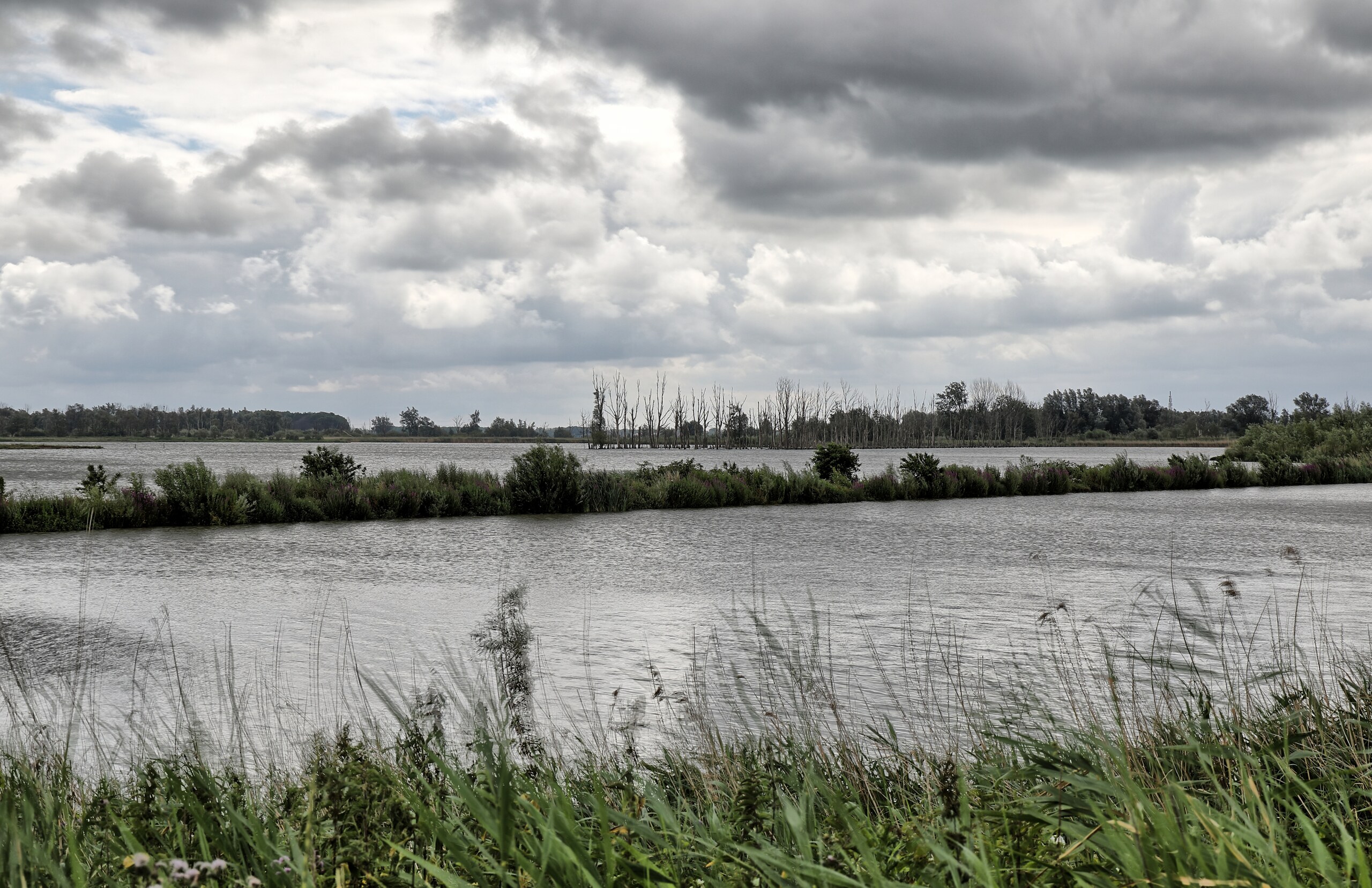 Kreek met riet in de Brabantse Biesbosch